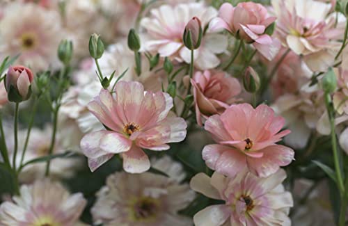 Ranunculus: Beautiful Varieties for Home and Garden - Modernhousemiami